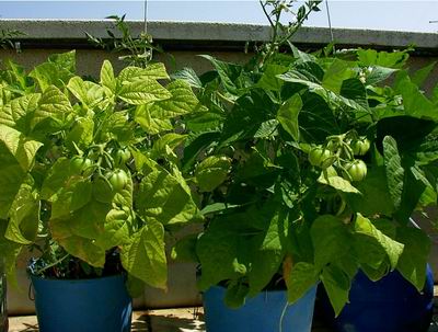 Disponer de un huerto en macetas