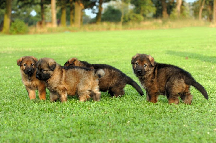 Basta de robar mascotas