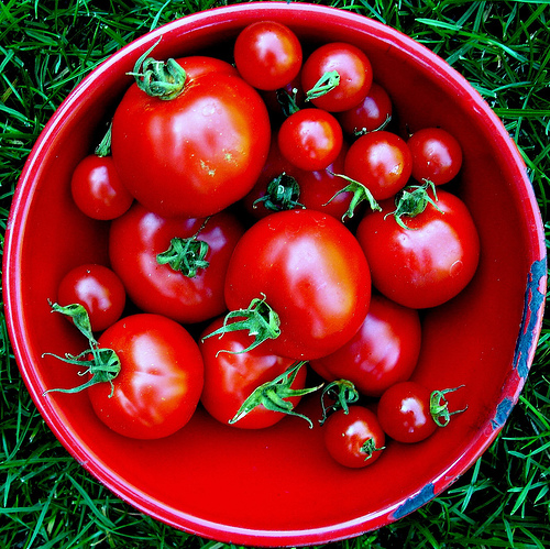 Los tomates ecológicos más sanos y con más antioxidantes