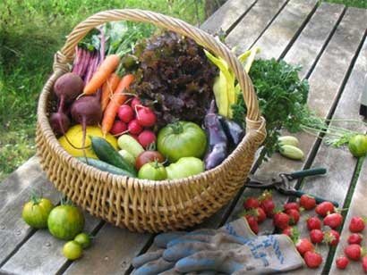 PROYECTO LIFE + ‘Cultivos ecológicos para mejora de suelo’