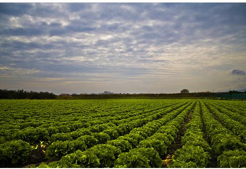 28 huertos que se sortearan entre las personas mayores