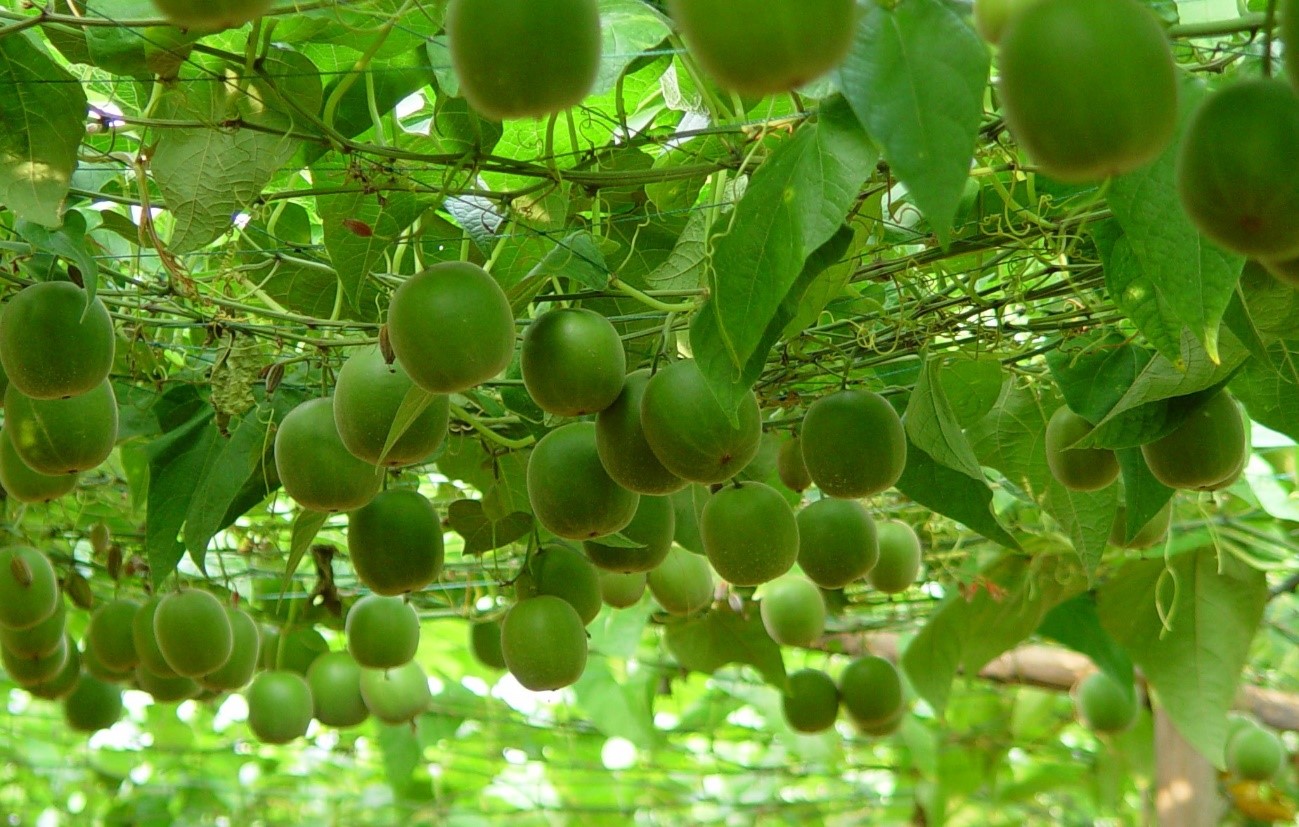 Fruto del monje: el edulcorante que compite con la Stevia