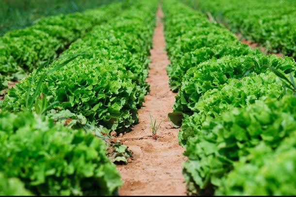 El agro andaluz deberá duplicar su producción ecológica hasta 2020