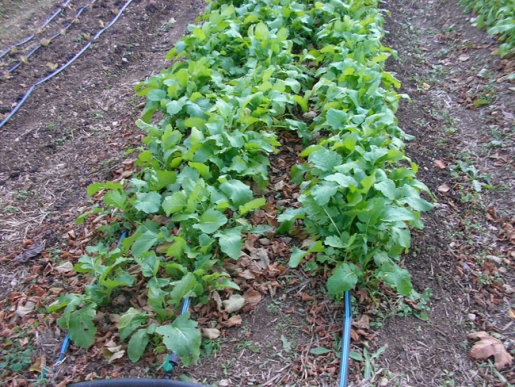 AUTO-BIO El huerto en invierno