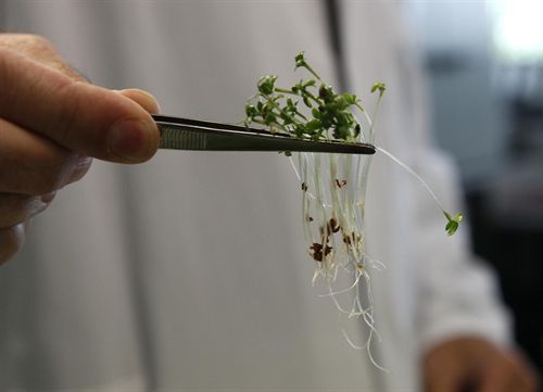 Bruselas confirma que las semillas egipcias son la causa del brote de E. coli