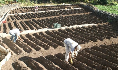 Más de un millón de firmas contra los transgénicos