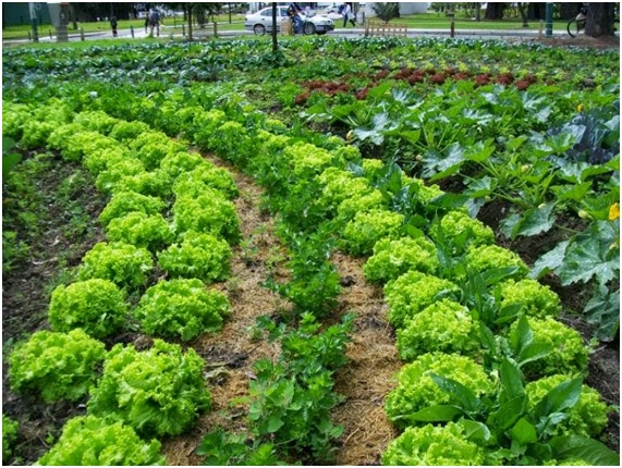 Pesticidas naturales: plantas útiles para tu huerta orgánica