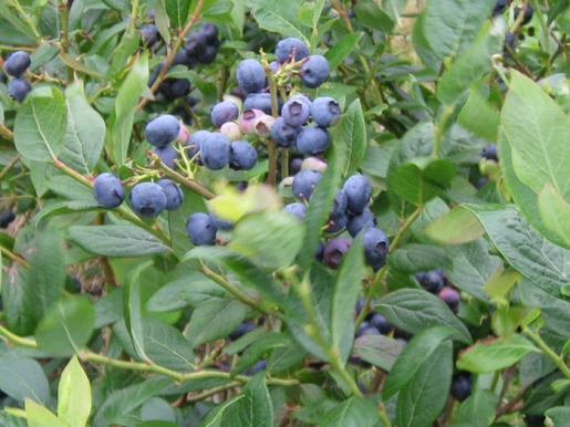 Los Arándanos un paraíso en Asturias