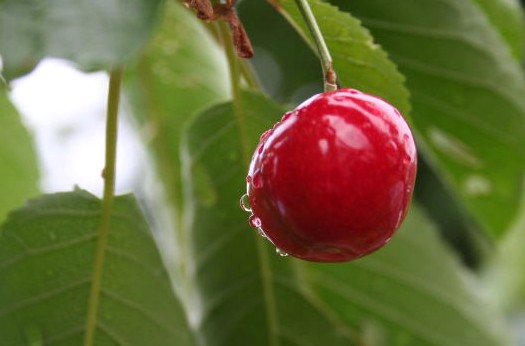 La UE cuestiona el control de la producción ecológica en España