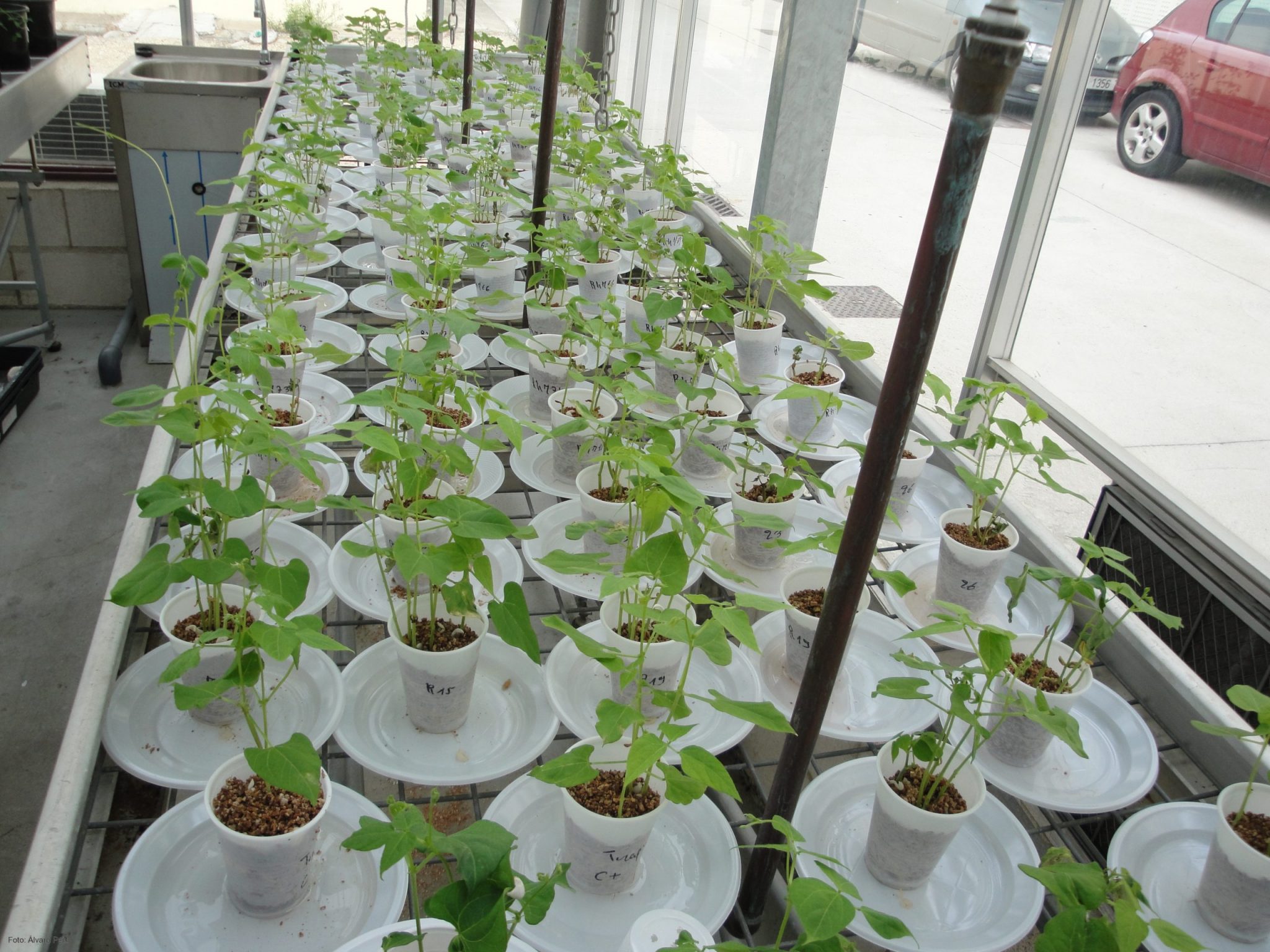 Investigan bacterias tolerantes a la salinidad para favorecer la producción de judías en Marruecos