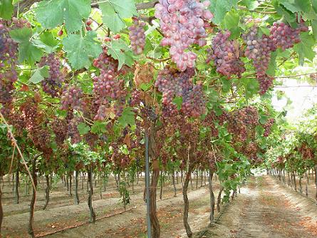 Agricultura investiga la obtención de variedades de uva de mesa resistentes a los hongos oidio y mildiu