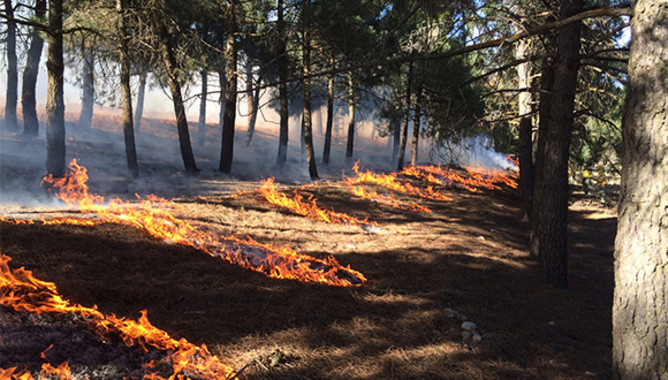 Las ‘bondades’ de los incendios