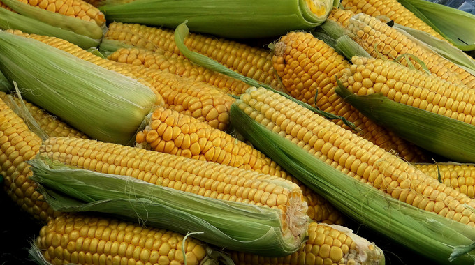 Los biofertilizantes de los lodos de depuradoras mejoran el cultivo del maíz