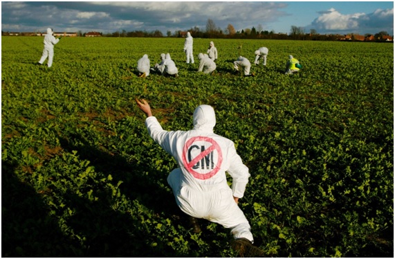 Alimentos transgénicos: de la prehistoria a la modernidad