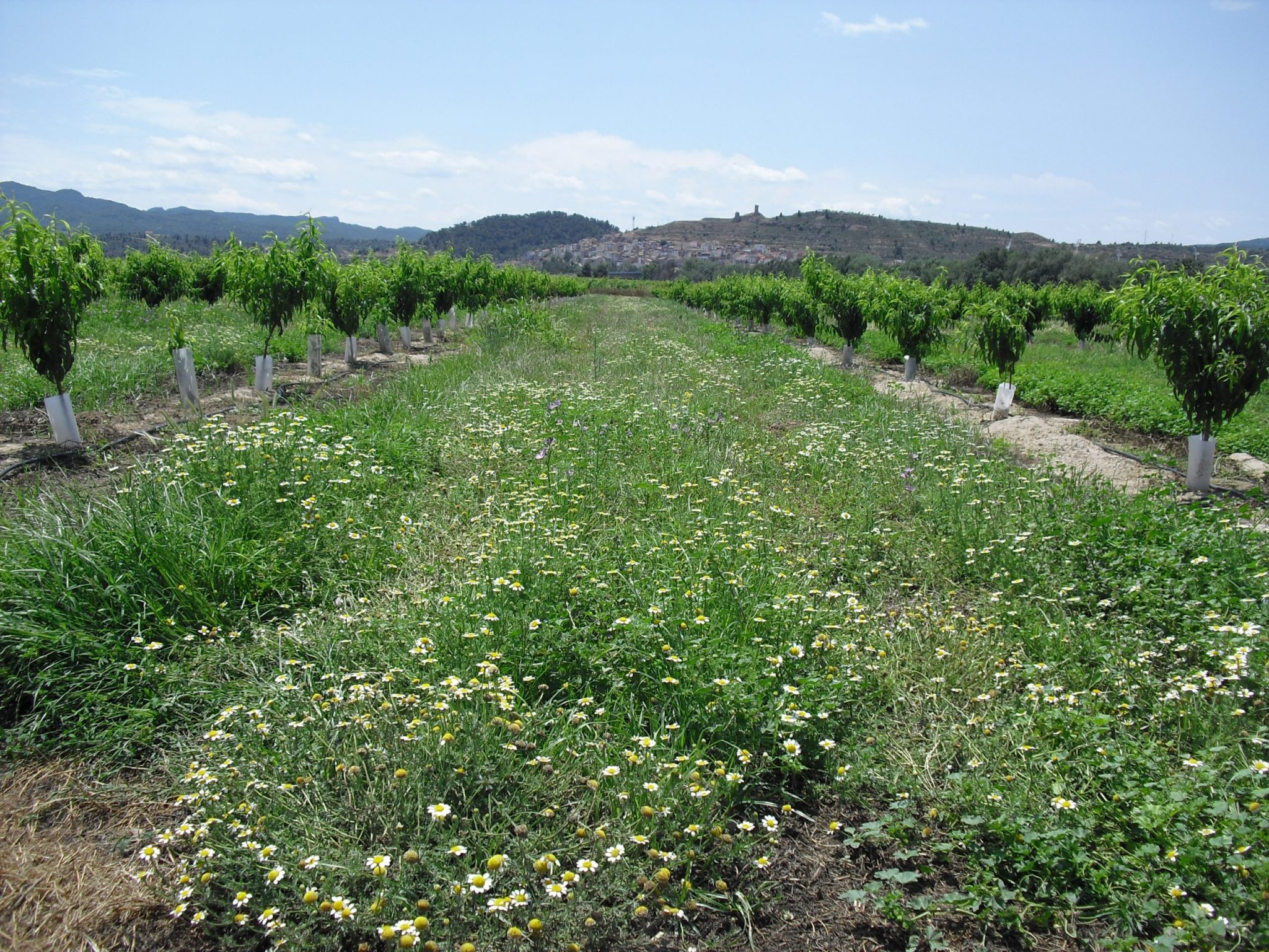 El IRTA y la UdL exponen los trabajos sobre manejo de la biodiversidad en plantaciones frutales