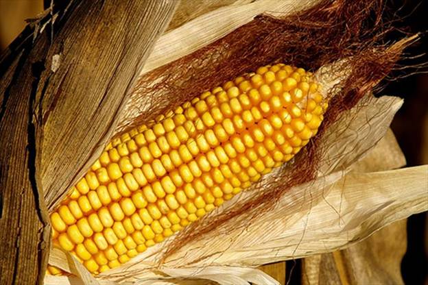 NO al maíz transgénico 1507