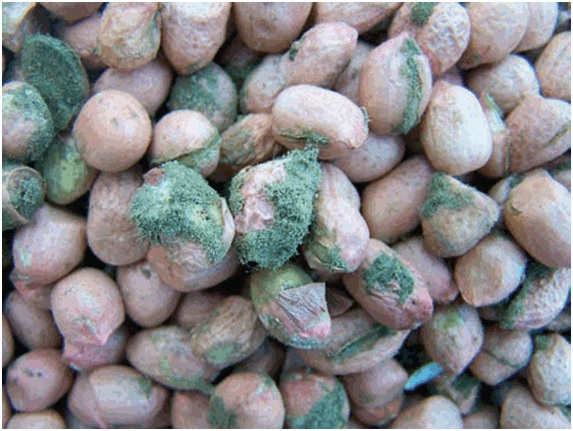 Micotoxinas: qué son y cómo nos afectan