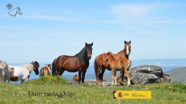 Tecnología verde para el estudio y conservación del caballo gallego de monte