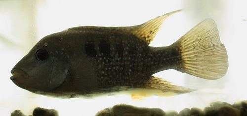 Cooperación chino-germana para producir tilapia orgánica