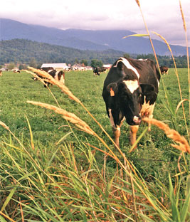 La Ley de Desarrollo del Medio Rural incluirá una medida de apoyo a la ganadería extensiva