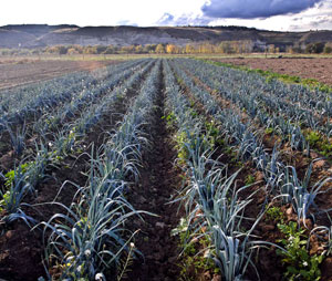 Ayuntamiento de Rivas Vaciamadrid aprueba las normas del Parque Agroecológico