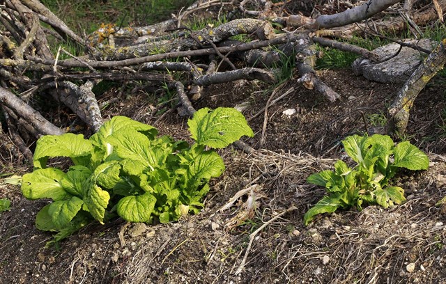 Compromís propone turnos de riego para que cultivos ecológicos no estén "sometidos" a fertilizantes