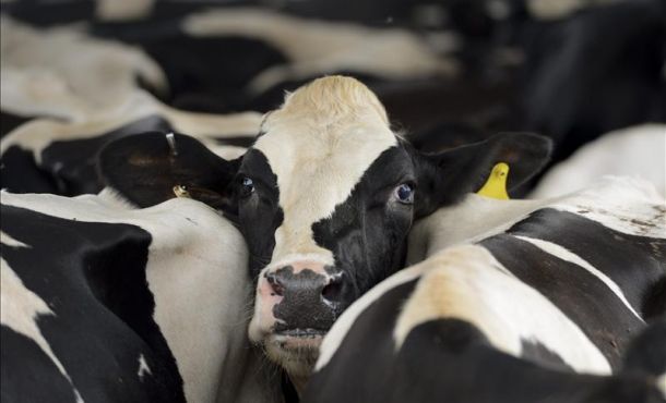 Alerta con el queso Goya