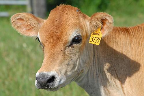 Crece un 60% la producción de ternera ecológica