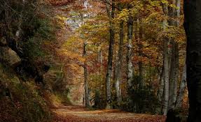 El Parque Natural Sierra de Cebollera: Actividad divulgativa sobre setas y hongos