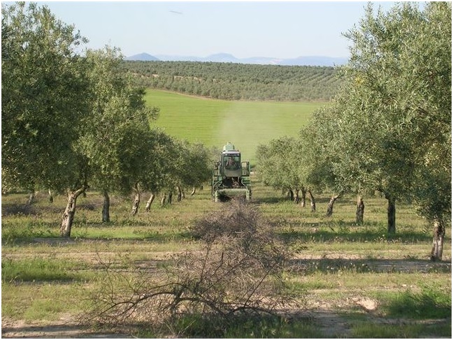 Mengua la producción ecológica en Málaga