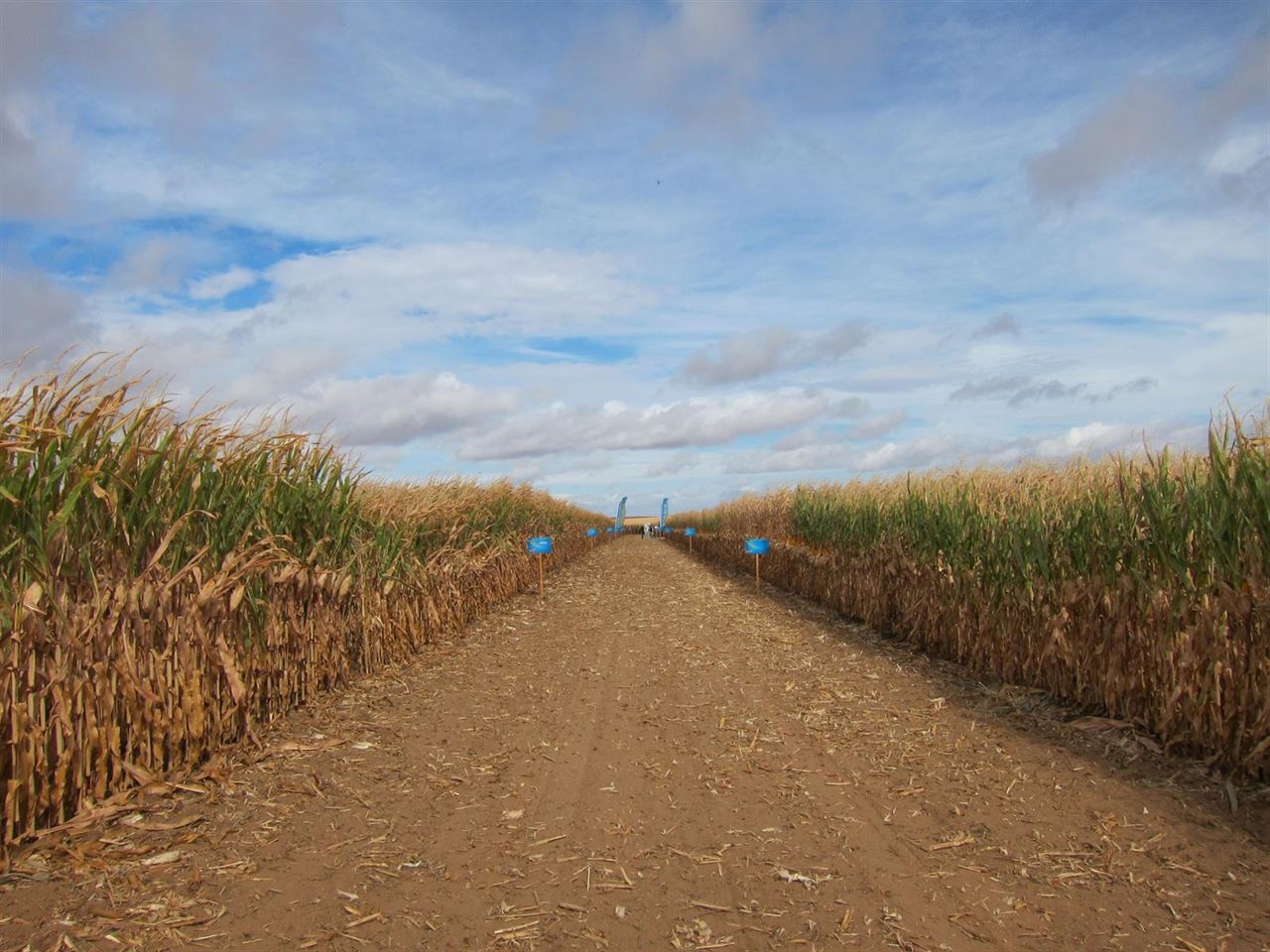 Monsanto ‘llora’ por qué nadie quiere sus transgénicos