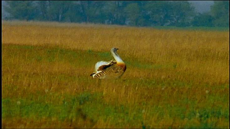 Andalucía informa al sector de los cambios sobre las ayudas agroambientales y agricultura eecológica