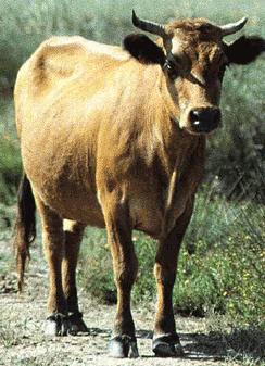 Menorca cuenta con 113 fincas dedicadas a la ganadería ecológica