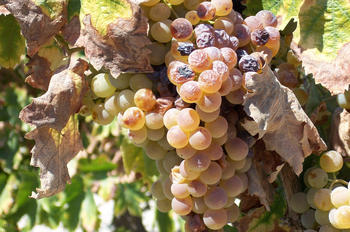 Presentan la guía de producción vitivinícola sostenible de Castilla y León