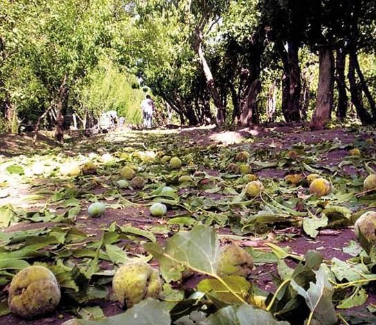 Murcia solicitará al Gobierno central ayudas para las zonas de cultivo afectadas por el granizo