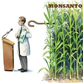 Fraude en la evaluación científica de los transgénicos en España