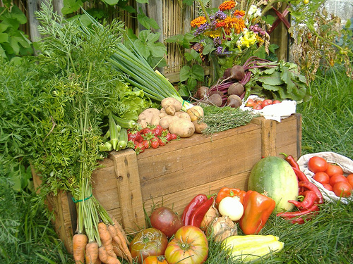 Un proyecto sobre huertos ecológicos gana un concurso de ideas (Extremadura)