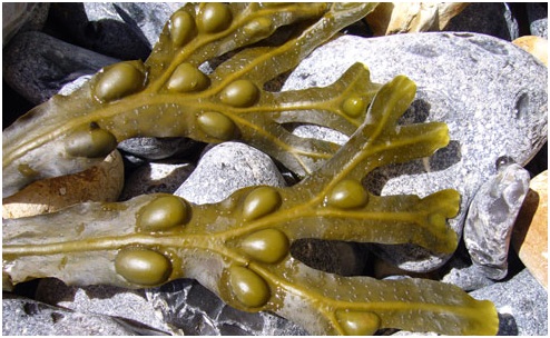 El Fucus: el alga que cuida de ti