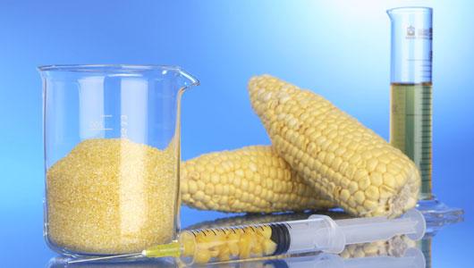 Agricultores y consumidores ofrecen motivos para la inmediata prohibición de transgénicos en Andalucía