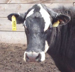 El reto de la seguridad alimentaria