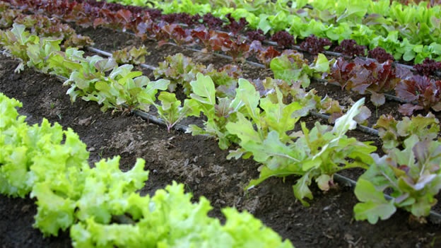Los alimentos orgánicos son más saludables