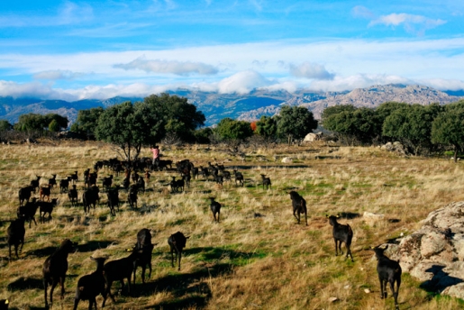 LACTEOS Suerte Ampanera en BioCultura