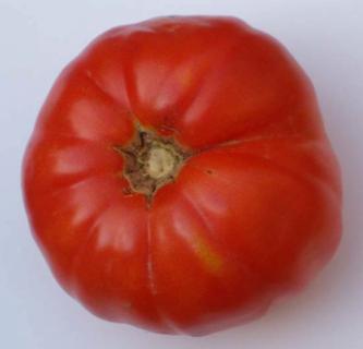 Tomate cuarentena