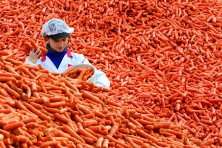 El planeta puede alimentar a más gente de forma más eficiente