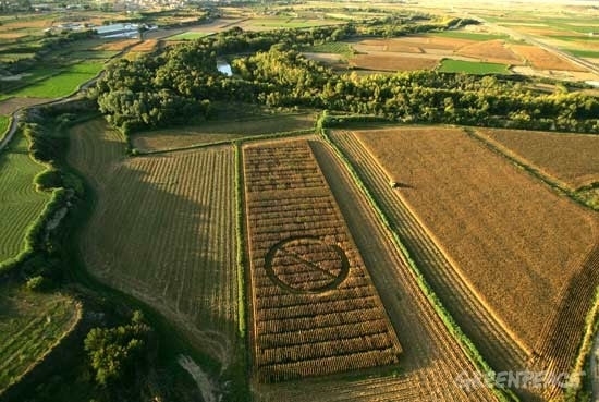Monsanto no venderá su maíz transgénico en Francia