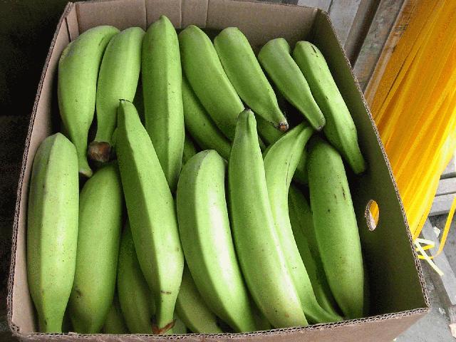 El almidón de plátano macho verde contribuye a disminuir la obesidad