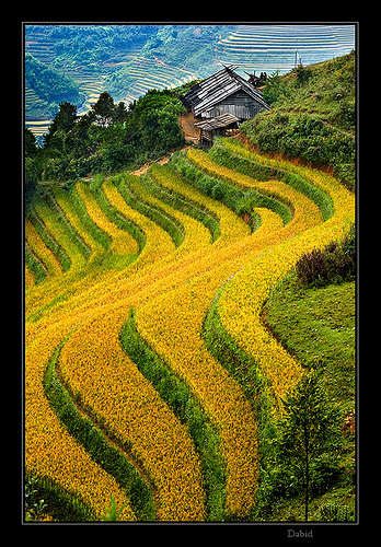 Greenpeace asegura que existen tecnologías alternativas a los transgénicos "más baratas y seguras"