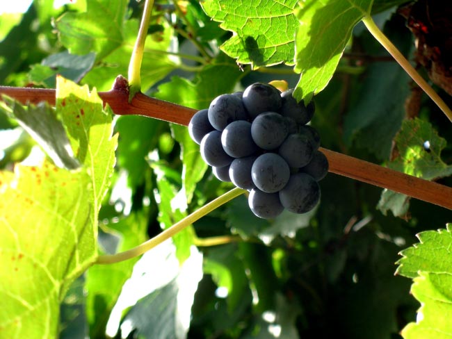 Ecologistas denunciarán ante la Comisión Europea la orden de Castilla-La Mancha que agiliza trámites para plantar viñedo en zona ZEPA