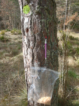 WISE presenta una guirnalda cósmica