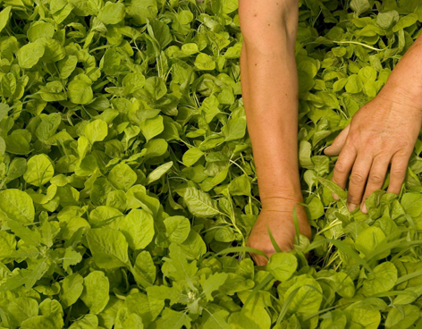 Resultados Proyecto Territorios Reserva Agroecológicos en la sede de la Fundación Biodiversidad